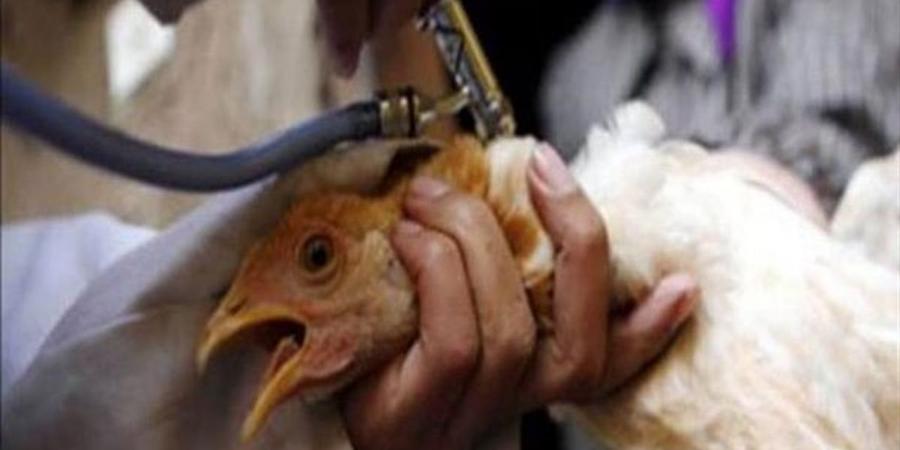 "بيطري القليوبية" ينظم قافلة للكشف الطبي وعلاج الطيور والحيوانات بالمجان