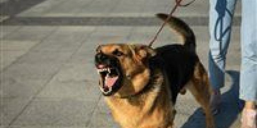 رعب في الصف.. كلب ضال يهاجم الأهالي ويصيب 11 شخصًا بينهم أطفال