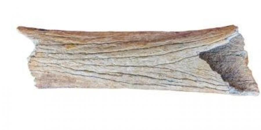 اكتشاف أكثر من 100 ألف قطعة أثرية تعود إلى العصر الحجرى في بولندا