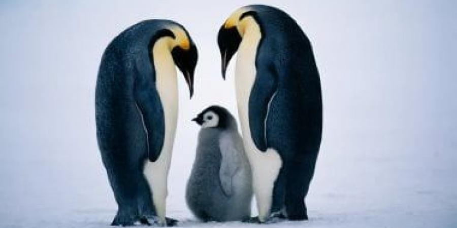 تصنيف «بطريق الإمبراطور» ضمن الأنواع المهددة بالانقراض