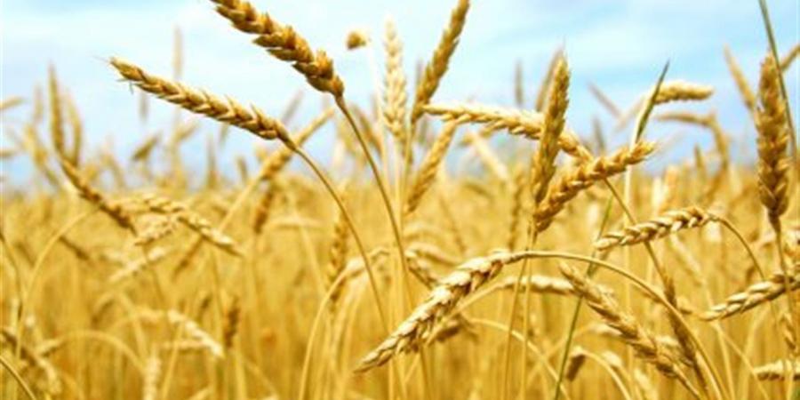 موسم توريد 2026.. التموين تعلن خطة استلام 5 ملايين طن قمح