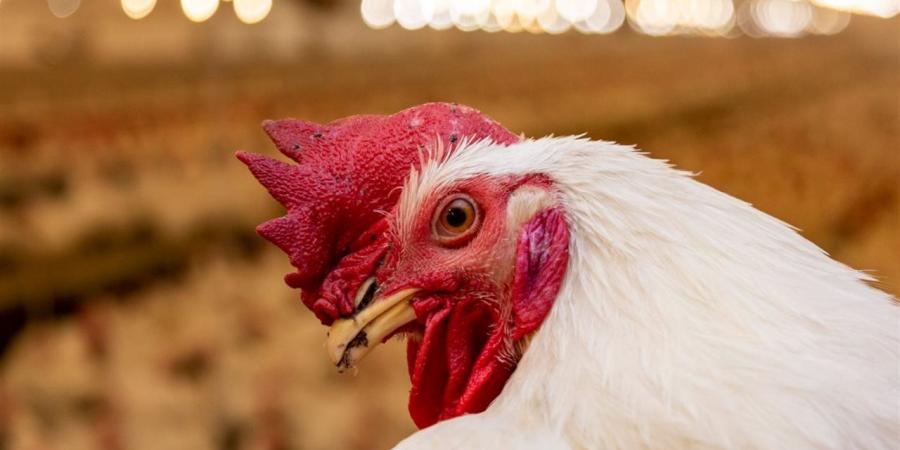 سعر الفراخ البيضاء اليوم الثلاثاء 14 إبريل 2026.. نشرة يومية