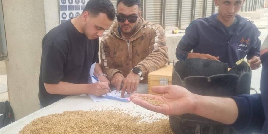القليوبية تبدأ موسم توريد القمح بخطة رقابية وغرف عمليات لضمان الجودة