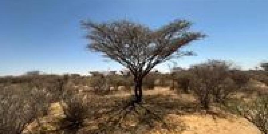 اقتصاد الرماد: الحرب في السودان تحول الغابات إلى سلعة لفقراء النازحين