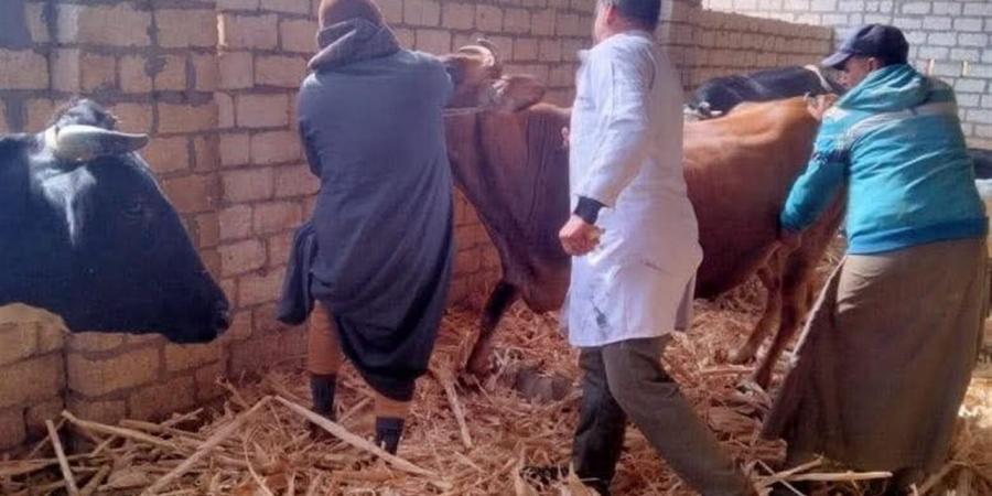 تنظيم ورشة عمل لتأهيل أطباء بيطريين لتحصين وتعقيم كلاب الشوارع