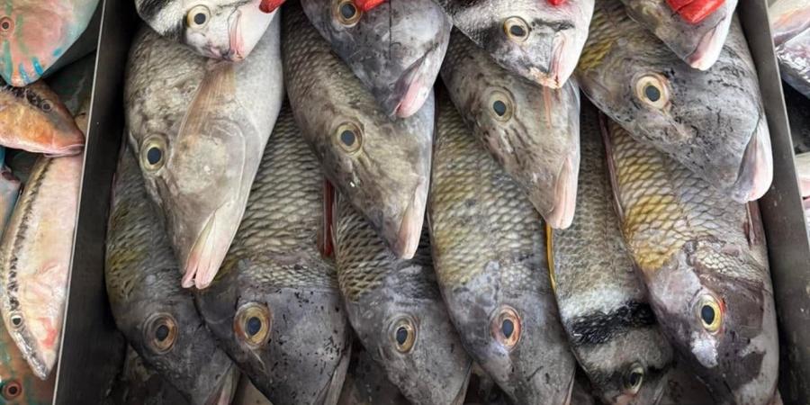 أسعار الأسماك في أسواق الوادي الجديد اليوم 18 أبريل