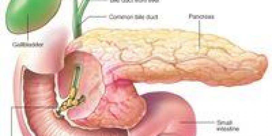انتفاخ البطن وعلاقته بالبنكرياس بين الأعراض والتشخيص الطبي الدقيق