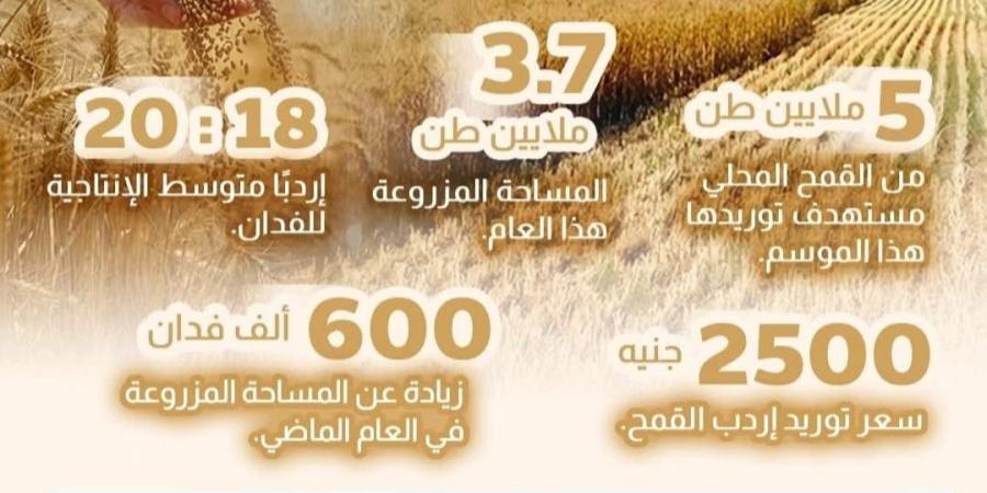مصر تحصد الذهب الأصفر.. استهداف استلام 5 ملايين طن من القمح المحلي