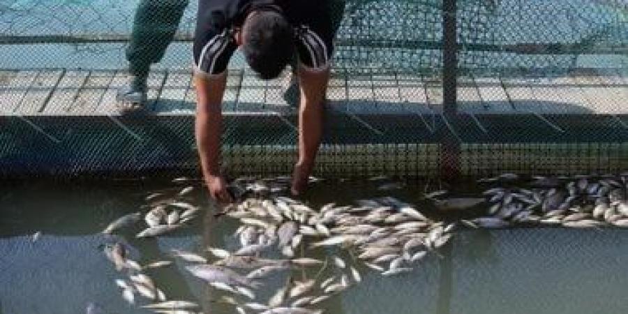 نفوق 300 طن من الأسماك بالعراق فى غضون ساعتين بسبب تلوث مياه نهر دجلة