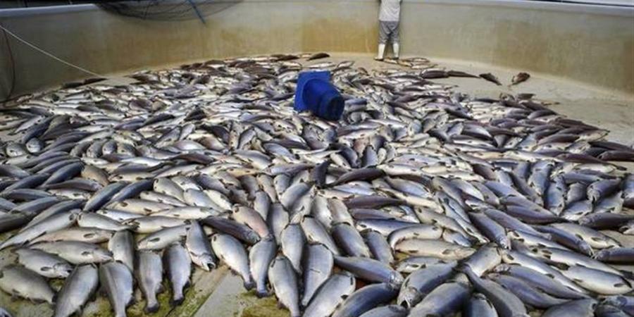 جهاز حماية البحيرات: مصر ضمن أفضل 10 دول عالميًا في الاستزراع السمكي