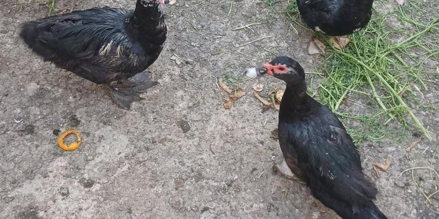 أسعار البط اليوم 21 أبريل بمحافظة الغربية