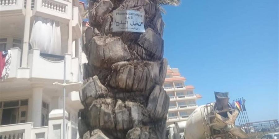 دمياط.. استمرار أعمال تكويد الأشجار استعدادا لموسم الصيف في رأس البر