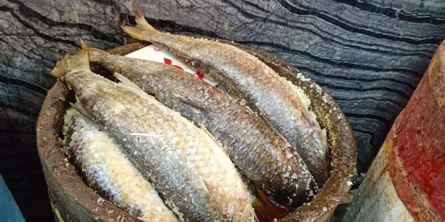 أسعار الفسيخ والرنجة والأسماك المملحة في أسواق الغربية اليوم