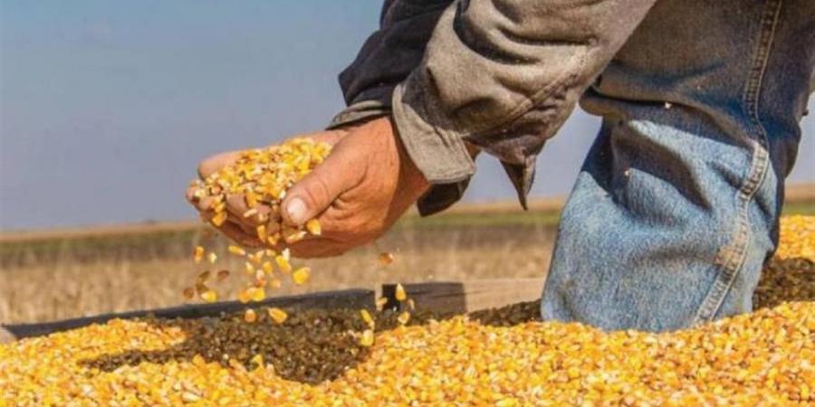 قوافل "الزراعات التعاقدية" تجوب أسيوط والدقهلية لدعم مزارعي المحاصيل الاستراتيجية