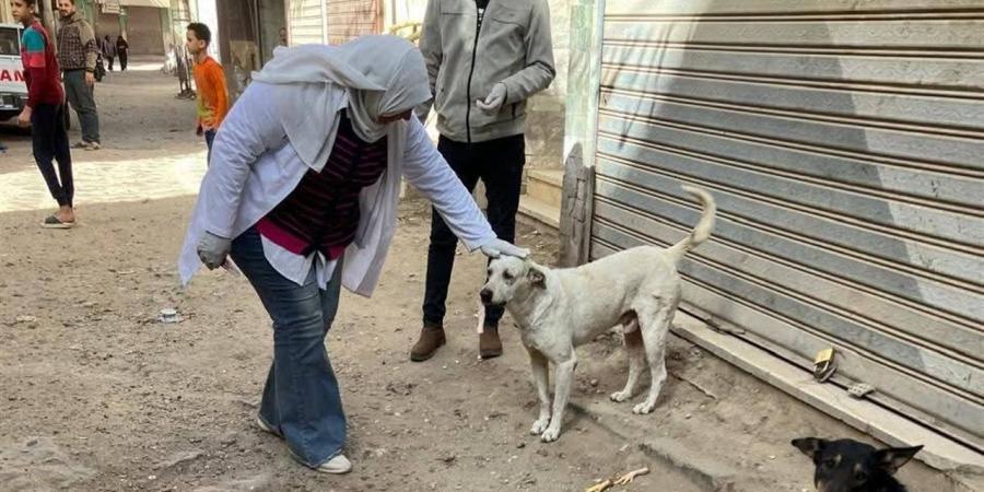 الخدمات البيطرية بالإسكندرية تُكثف حملاتها لتحصين كلاب الشوارع