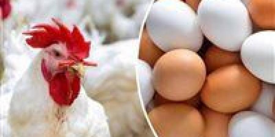 الفراخ البيضاء للمستهلك.. أسعار السبت تكشف مفاجأة جديدة