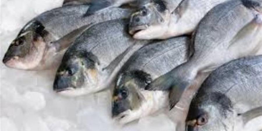 أسعار الأسماك الطازجة بأسواق الوادي الجديد