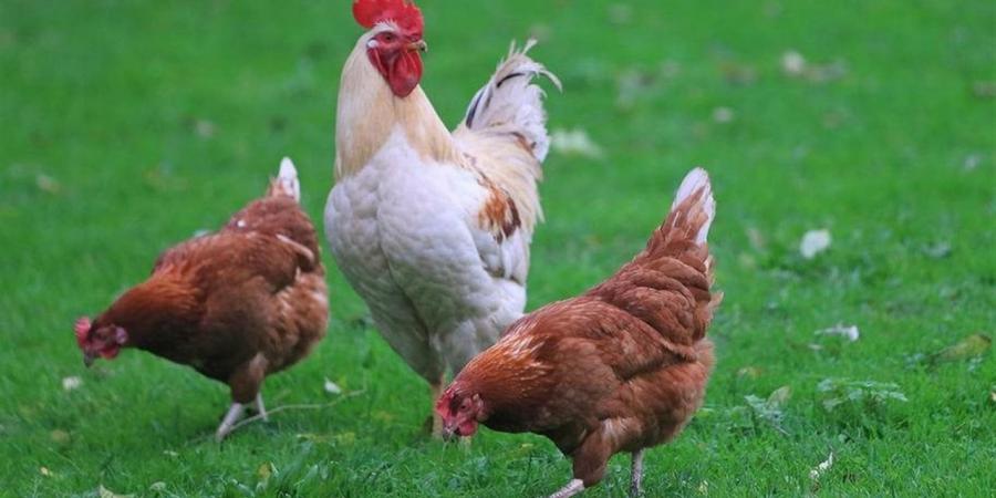 سعر الفراخ اليوم الإثنين 27 إبريل 2026 في بورصة الدواجن