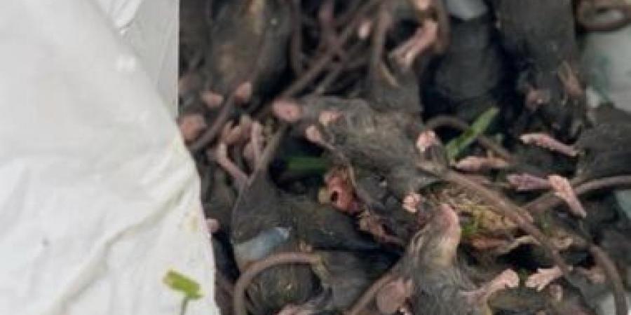 التعايش مع الفئران.. مدن تدعو للتعامل معها بدل من القضاء عليها