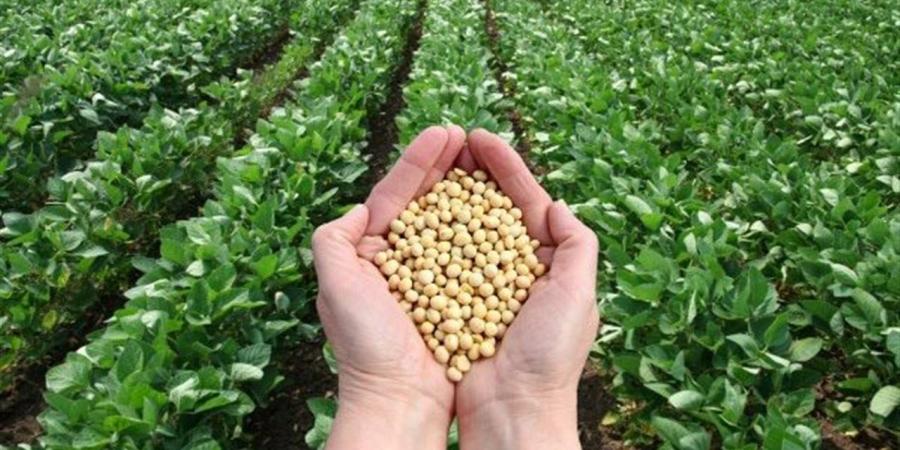 هل يجوز لي التعاقد على شراء كميات محددة من الحبوب الزراعية قبل الحصاد؟