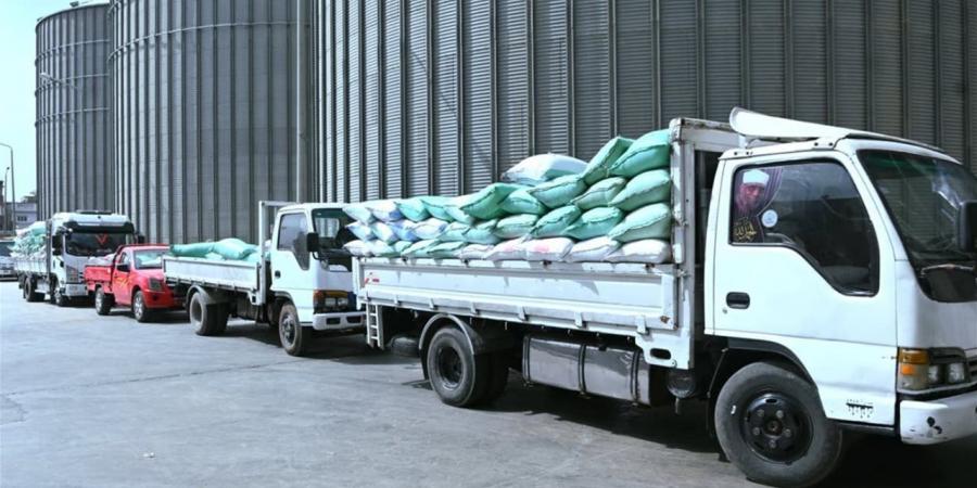 منذ بدء الموسم.. توريد 19870 طن قمح حتى صباح اليوم بمحافظة البحيرة