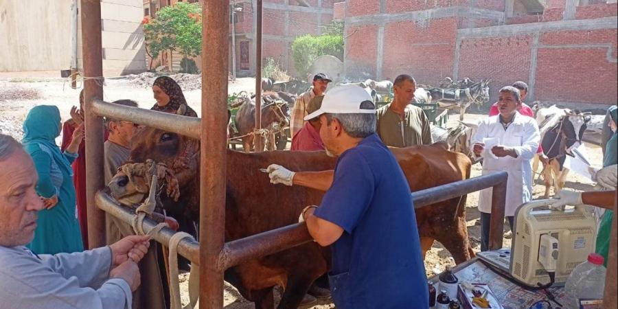قافلة بيطرية مجانية في شمال سيناء.. وتكثيف أعمال ترقيم الثروة الحيوانية بالبحيرة