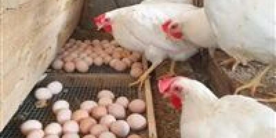 البيض المصري على أعتاب التصدير.. 4 أسواق عربية تفتح الأبواب