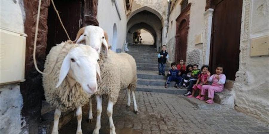 موعد عيد الأضحى 2026 فلكيًا في مصر وعدد أيام الإجازة الرسمية وتفاصيل وقفة عرفات