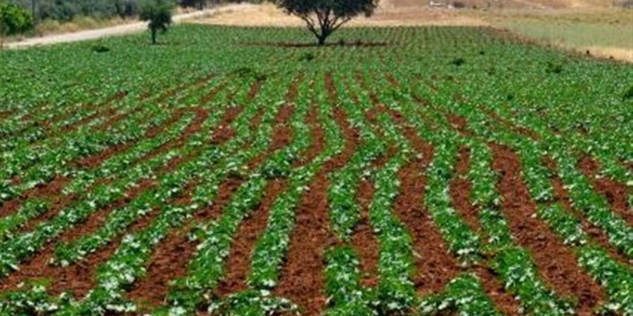 "مزرعتك في مصر".. مبادرة لتعزيز استثمار المصريين بالخارج في القطاع الزراعي