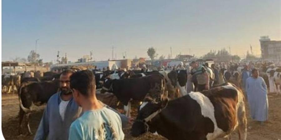 استقرار أسعار الأضاحي ينعش أسواق الوادي الجديد قبل عيد الأضحى 2026