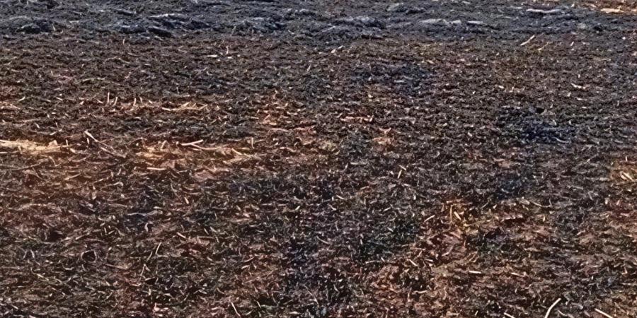 النيران تلتهم محصول قمح عدد من الأراضي الزراعية بالشرقية