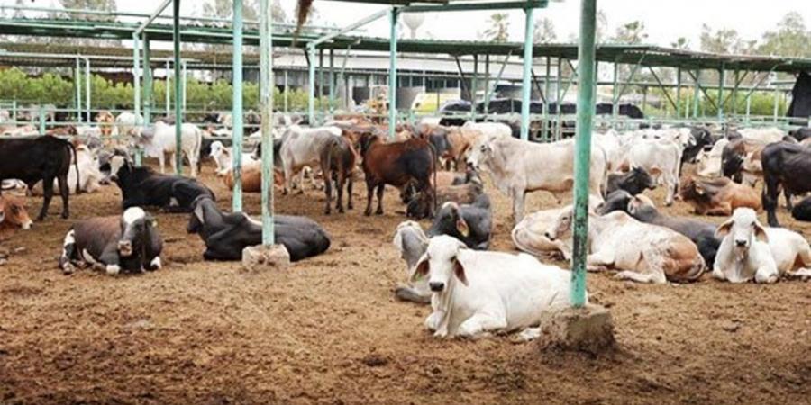 حكم الاستدانة لشراء الأضحية 2026.. متى يجوز شرعًا؟