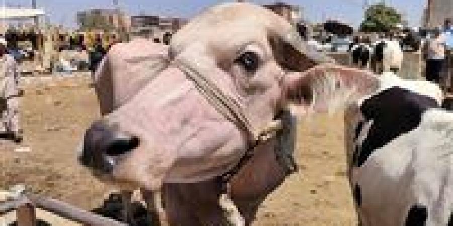 كيف تُقسَّم الأضحية؟.. أمين الفتوى يجيب
