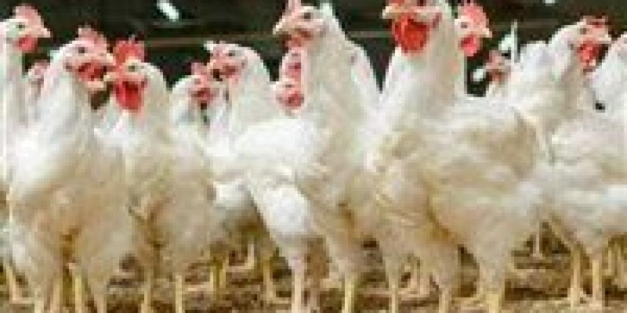 بورصة الدواجن اليوم.. أسعار الفراخ البيضاء الثلاثاء 12 مايو 2026