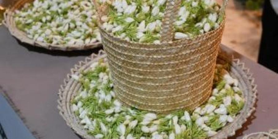 جمعية الفُل والنباتات العطرية بجازان تستعرض خدماتها بفعاليات حصاد المانجو