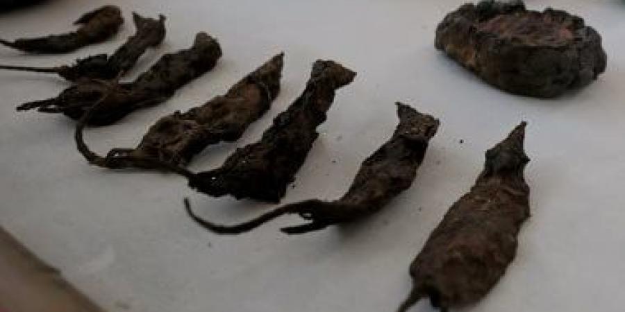 الفئران فى الحضارات القديمة.. كيف جرى التعامل معها؟