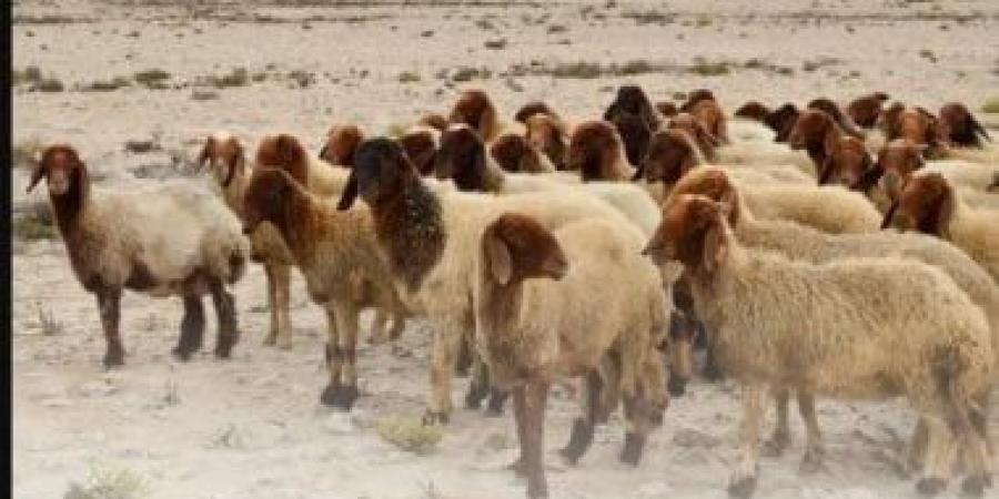 البيئة السعودية: مراعاة الإرشادات البيطرية لاختيار الأضاحي تحمي الصحة العامة