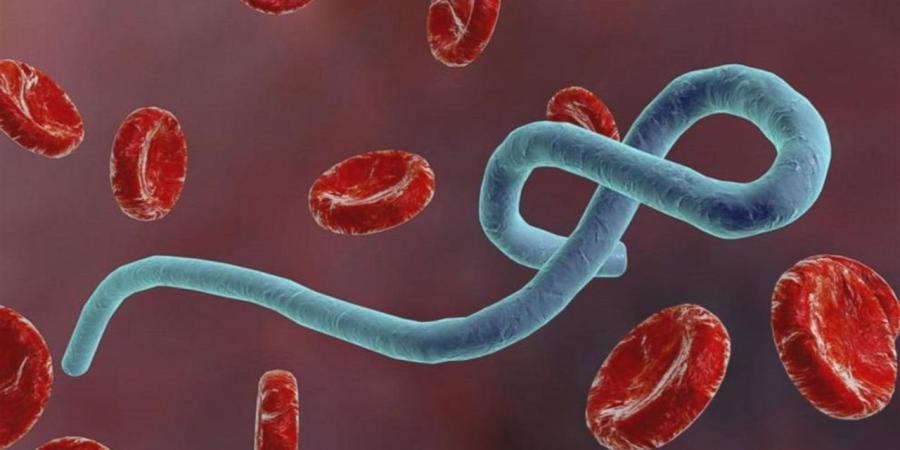 عاجل.. الصحة العالمية: تفشي إيبولا في الكونغو يتسارع ويشكل خطرا مرتفعا للغاية