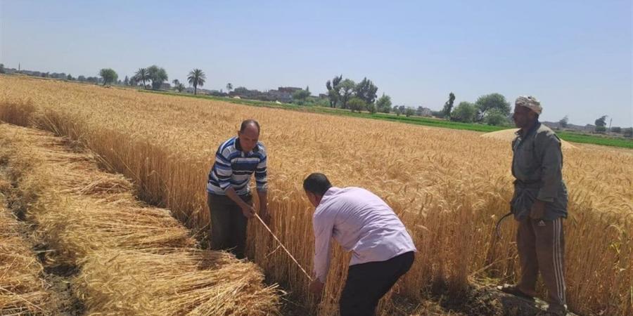 الشرقية.. الانتهاء من استقبال ٦٢٣٤٧٢ طنا و٢١٨ كيلو من القمح