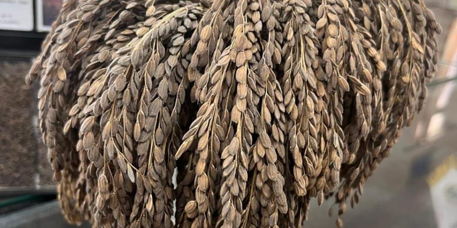 سعره يتخطي الـ 600 جنية .. الأرز الأسود قيمة غدائية وعلاجية علي مائدة المصريين