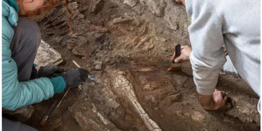 اكتشاف هيكل لحصان كان يحاول الهروب من بركان فيزوف منذ 2000 عام
