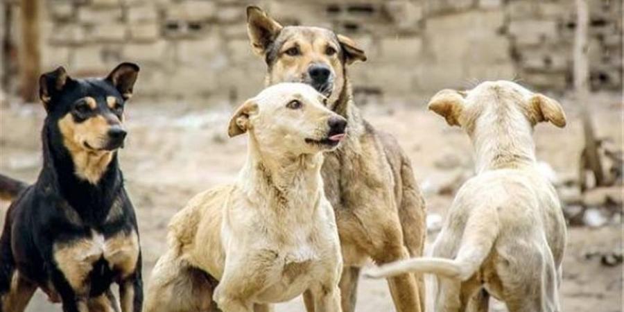 هدير رائف: نحتاج خطة للسيطرة على الكلاب الضالة دون الإخلال بالتوازن البيئي