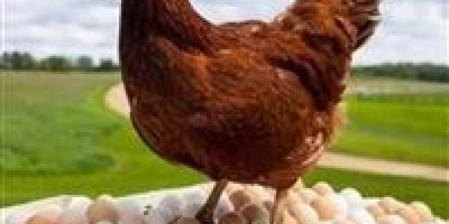 ثروت الزيني يحذر: الشائعات تهدد صناعة الدواجن رغم تحقيق مصر الاكتفاء الذاتي