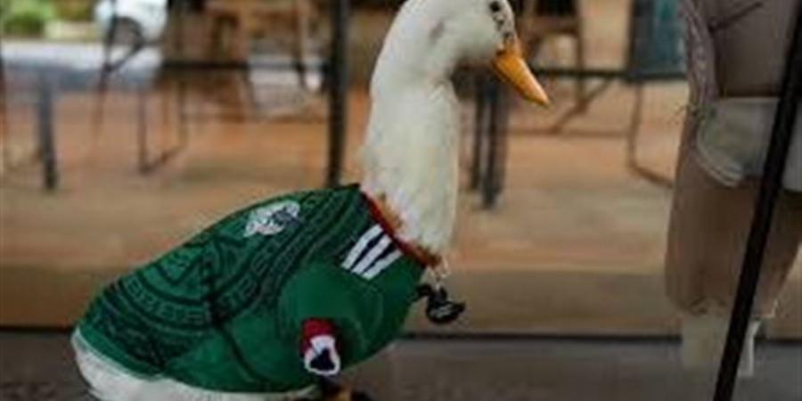 غرائب المونديال.. "بطّة" تسرق الأضواء من نجوم المكسيك