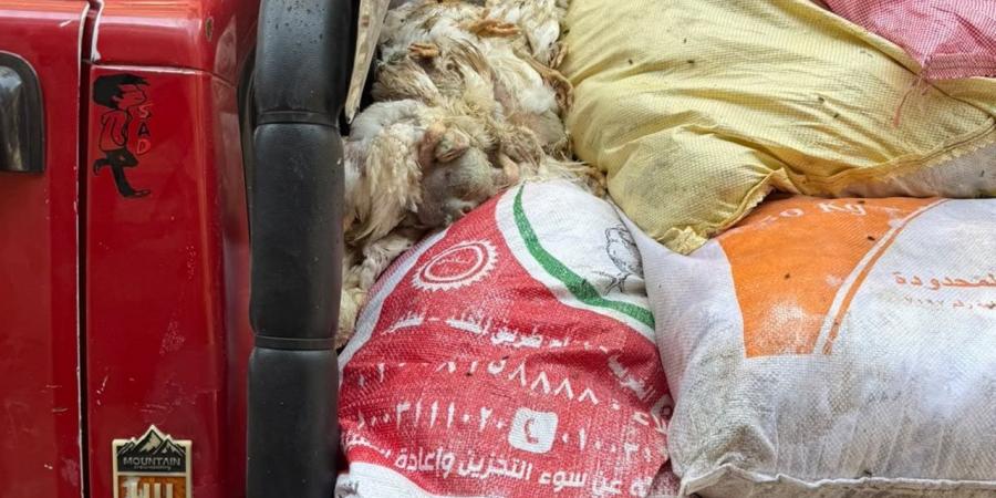 "بيطري الغربية" يضبط 1.75 طن دواجن نافقة قبل ترويجها بالأسواق