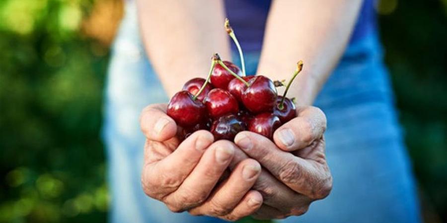 فوائد الكرز.. وتحذيرات من تجاوز الكمية اليومية