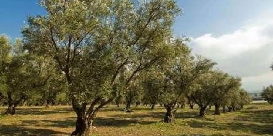 العدو يحرق اشجار الزيتون في يارون…وارتفاع السنة اللهب